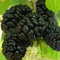 Саджанець Agro-Market Шовковиця Крупноплідна (літній сорт, середній термін дозрівання) (45350) 1 шт. в упаковці