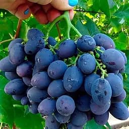 Саджанець Agro-Market Виноград Гала (ранній термін дозрівання, стійкий до захворювань і заморозків) 1 шт. в пакуванні (17698)