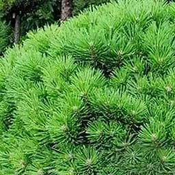 Саджанець Agro-Market Сосна на штамбі Lucky С3, висота від 50-80 см (112374)