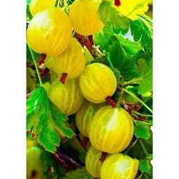 Саджанець Agro-Market Агрус Інвікта (Invict) (середній термін дозрівання, високоврожайний сорт) 1 шт. в упаковці (19907)