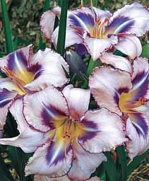 Лілійник Agro-Market Destined to See 1 шт. в упаковці