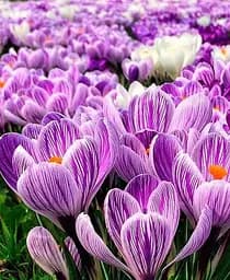 Луковица Agro-Market Крокус крупноцветковый Pickwick укорененный 5 шт. в упаковке (178223)