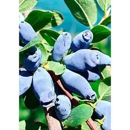 Саджанець Agro-Market Жимолость Блакитне Веретено (ранній термін дозрівання, не урожається хворобами і шкідниками) 1 шт. в упаковці (21141)