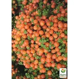 LMTD Нертера Agro-Market Astrid с плодами (высота 15-25см) (189313) 1 саженец в упаковке комнатный Нидерланды