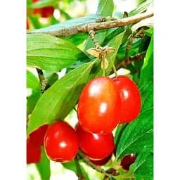 Саджанець Agro-Market Кизил Кораловий рожевий 1 шт. в упаковці (35872)