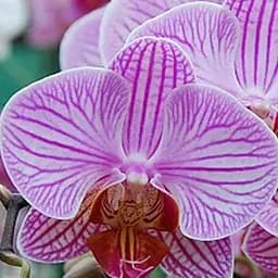 Саджанець Agro-Market Орхідея (Phalaenopsis) Tiger (50318) 1 шт. в упаковці (кімнатний)