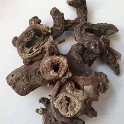 100 г ранник вузлуватий/шишкуватий коріння сушене - свіжий урожай