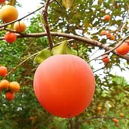 Саженец Agro-Market Хурма на виргинском морозостойком подвое Божий дар укоренена в контейнере (саженец 2 года) (153274) 1 шт. в упаковке