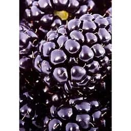 Саженец Agro-Market Ежевика гигант, позднеспелый сорт Киова (Ciova) 1 шт. в упаковке (46319)