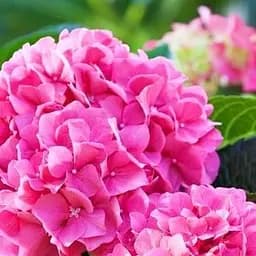 Саженец Agro-Market Гортензия крупнолистая розовая Нежные чувства (Tender sentiment) (24573)