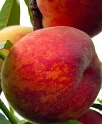 Саджанець Agro-Market Персик Посол Миру (літній сорт, середній термін дозрівання) 1 шт. в упаковці (25773)