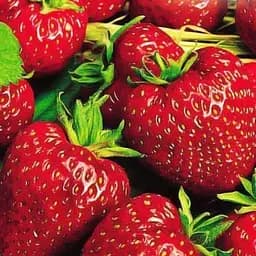 Саджанець Agro-Market Полуниця Флорін (Florin) (ремонтантний сорт) 5 шт. в пакуванні (44702)