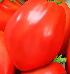 Семена Весна на развес Томат Королевский пингвин цена за 1 г (178446)