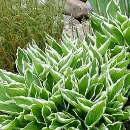 Хоста "Undulata Albomarginata" 1 шт (23447) (Корневище)