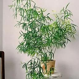 Аспарагус Agro-Market Falcatus высота 25-35см (183673) 1 саженец в упаковке