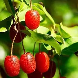 Саджанець Agro-Market Гумі серебристолистий Червоні перли (Red pearl) 1 шт. в пакуванні (25579)