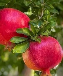 Саджанець Agro-Market Гранат Ачіканор садовий 2-х річний 40-60 см 1 шт. в упаковці (72037)