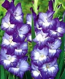 Луковица Agro-Market Гладиолус Nori 3 шт. в упаковке (176199)