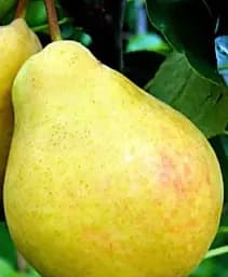 Саженец Agro-Market Груша Бере Киевская (зимний сорт, поздний срок созревания) 1 шт. в упаковке (16180)