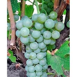 Саженец Agro-Market Виноград вегетирующий винный Йоханитер 1 саженец (180376)