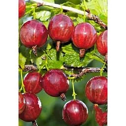 Саджанець Agro-Market Агрус Краснослав'янський (середній термін дозрівання) 1 шт. в упаковці (46236)