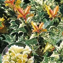 Османтус Variegatus (вечнозеленая декоративная изгородь) (190027) 1 саженец в упаковке