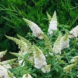 Саджанець Agro-Market Буддлея Давида White Profusion С3, висота 20-40см (153835)