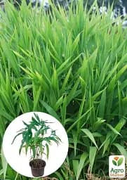Саджанець Agro-Market Хасмантіум широколистий Uniola latifolia С1, 1 шт. в упаковці (182767) - мініатюра 3