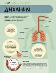 Енциклопедія STEM для дітей: 100 понять майбутнього генія - мініатюра 11
