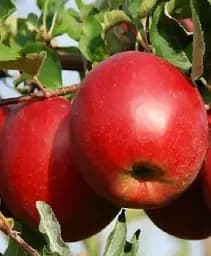 Саджанець Agro-Market Яблуня Джонаголд Моренс (Морінс) (зимовий сорт, пізній термін дозрівання) 1 шт. в упаковці (15755)