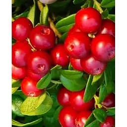 Саджанець Agro-Market Брусниця яскраво-червона Намиста Мадлен (Madeleine Beads) (преміальний морозостійкий сорт, висока лежкість) 1 саджанець (48160)