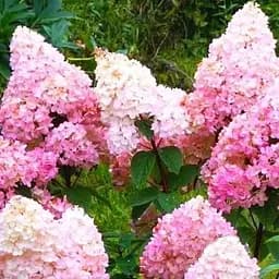 Саженец Agro-Market Гортензия метельчатая 2-х летняя Vanilla Fraise высота саженца 25-45см (62100)