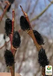 Верба тонкостовбурна чорна "Меланостахіс" (Salix gracilistyla "Melanostachys") висота 25-40см (62191) 1 саджанець - мініатюра 3