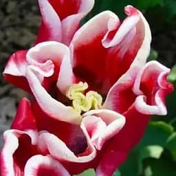 Тюльпан "Elegant Crown" (99944) 2 шт