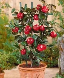 Саджанець Agro-Market Яблуня колоновидна Анда 1 шт. в упаковці (52720)