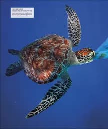 Ocean. The Definitive Visual Guide - мініатюра 10