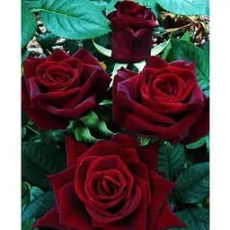 Саженец Agro-Market Роза чайно-гибридная Черная магия (класс АА+) высший сорт (44190) 1 шт.