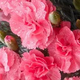 Гвоздика Махрова "Oscar Salmon" (188615) 1 саженец