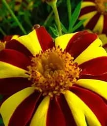 Насіння Весна Чорнобривці Маджестік (Зипер) 1 г (19187)