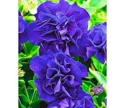 Саджанець Agro-Market Петунія Дабл Каскад Блю (контейнер №10 висота 10-15 см) (48342) 1 шт. в упаковці