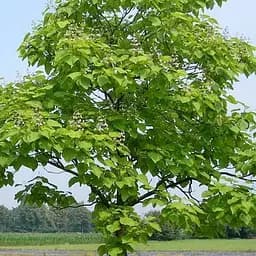 Катальпа 3-летняя бигнониевидная (Catalpa bignonioides), С3 высота 60-100 см (189158) 1 саженец в упаковке