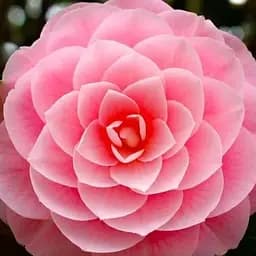 Камелия японская розовая "Donation" (48325) 1 саженец