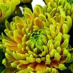 Хризантема "Woodstock Orange" (низькоросла великоквіткова) (189679) 1 саженец