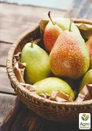 Саджанець Agro-Market Груша Ноябрська (ранньозимовий сорт, пізній термін дозрівання) 1 шт. в упаковці (20917) - мініатюра 2