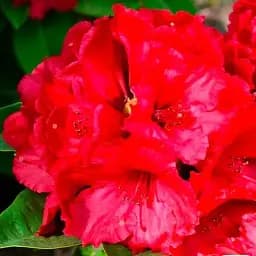 Рододендрон Agro-Market Nova Zembla цветущий 5-летний высота 50-60 см из Нидерландов 1 саженец в упаковке (147852)