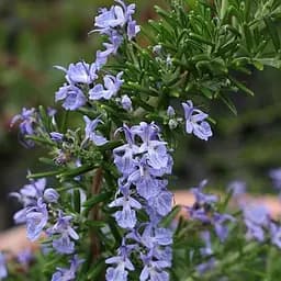 Розмарин морозостойкий "Alcalde" (187067) 1 саженец в упаковке