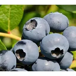 Саджанець Agro-Market Лохина (чорниця садова) Дарроу 2 роки С1.5 висота 50-60 см 1 саджанець (176951)