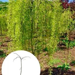 Карагана деревоподібна на штамбі Walker Pendula С5, висота 130-150 см (184539) 1 саджанець в упаковці - мініатюра 2