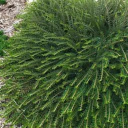 Кизильник горизонтальный крохотный "Perpusillus", С2 (187650) 1 саженец в упаковке