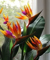 Саджанець Agro-Market Стреліція Королівська Bird of Paradise (62277) 1 шт. в упаковці (кімнатний) - мініатюра 2